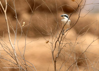 Great Grey Shrike elegans