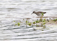 Wood Sandpiper