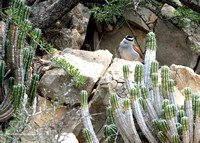 Black-crowned Tchagra