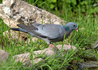 Stock Dove