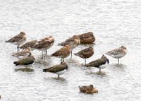 Hudsonian Godwit