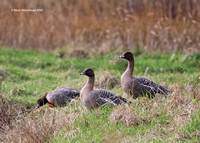 Pink-footed Goose