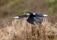 Maghreb Magpie