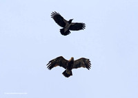 Lesser Spotted Eagle