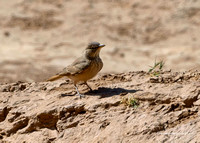 Desert Lark