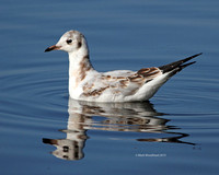 Black-headed Gull