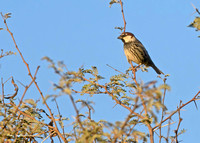 Spanish Sparrow