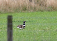 Little Bustard