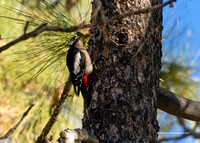 Great Spot Woodpecker (canariensis)