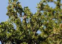 Orphean Warbler (Eastern)