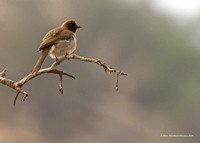 Common Bulbul