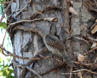 Wryneck