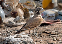 Thick-billed Lark