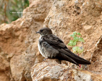 Crag Martin