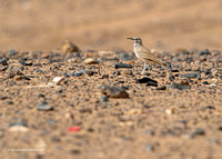 Greater Hoopoe Lark