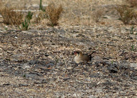 Collared Pratincole