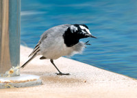 Moroccan Wagtail