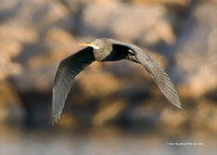 Western Reef Heron