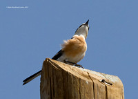 Masked Shrike