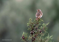 Woodlark