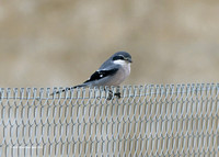 Iberian Grey Shrike