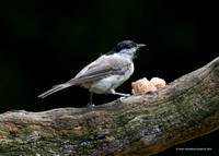 Willow Tit