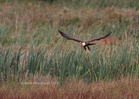 Marsh Harrier