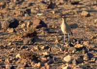 Cream-coloured Courser