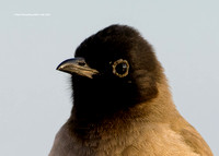 White-spectacled Bulbul