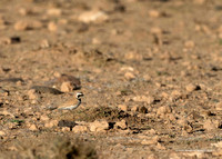 Temminck's Lark