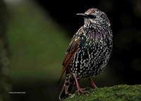 Common Starling