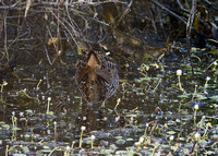 Spotted Crake