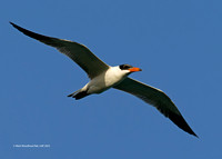 Caspian Tern