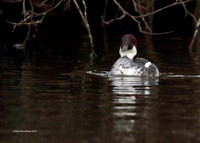 Smew