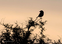 Great Grey Shrike algeriensis