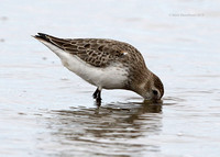 Dunlin