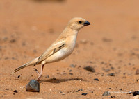 Desert Sparrow