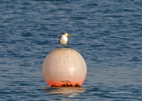 Greater Crested Tern