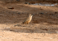 Fulvous Babbler