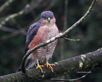 Sparrowhawk