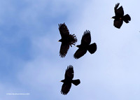 Alpine Chough