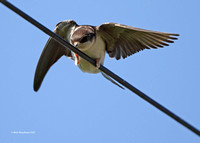 House Martin